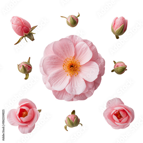 Pink Flowers and Buds Arranged in a Circle on a White Background During Daylight