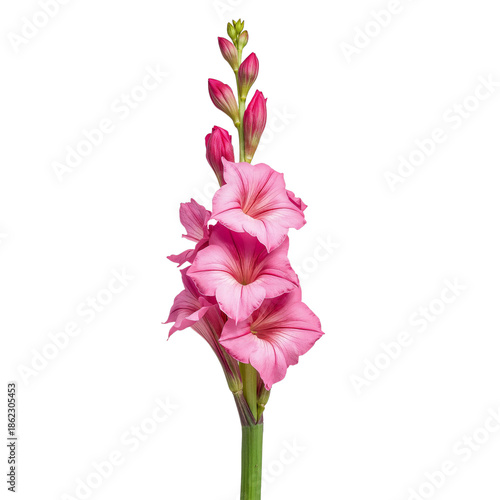 Beautiful Pink and Green Flowers Arranged in a Simple Bouquet With Buds and B...