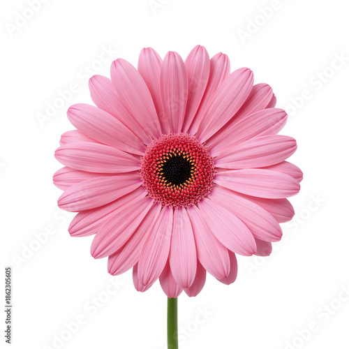 Pink Flower With Many Petals in the Center of the Frame on a White Background