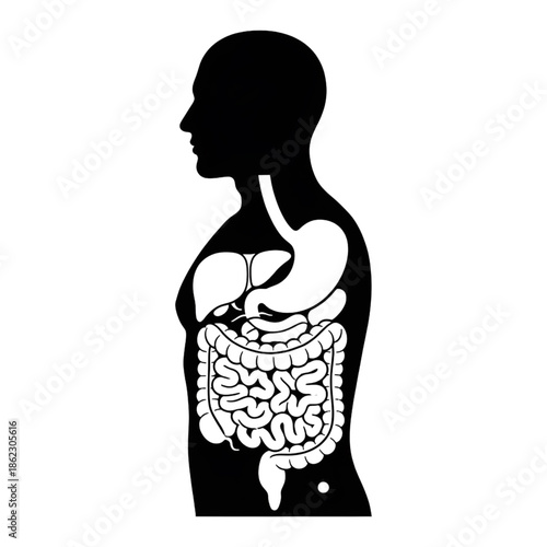 human digestive system anatomy silhouette vector icon with internal organs