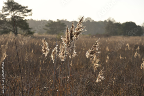 Εκτύπωση καμβά Close-up of golden reed plumes swaying in a marshy field at Kampina nature reserve near Boxtel, Netherlands, during a late December winter sunset
