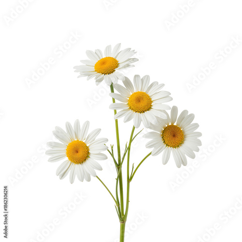 Group of White Daisies With Yellow Centers Arranged Together on a Bright Back...