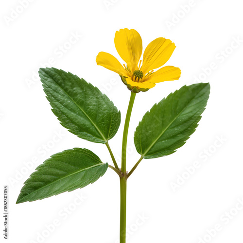 Yellow Flower With Green Leaves Stands Upright on a White Background