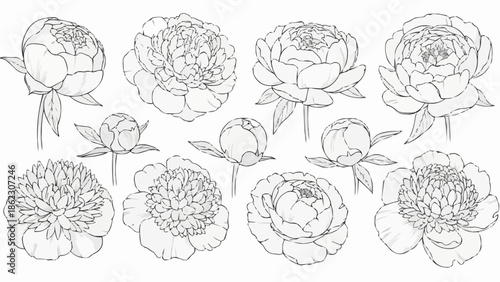 Collection of Hand Drawn Peony Flowers and Buds in Outline Style.