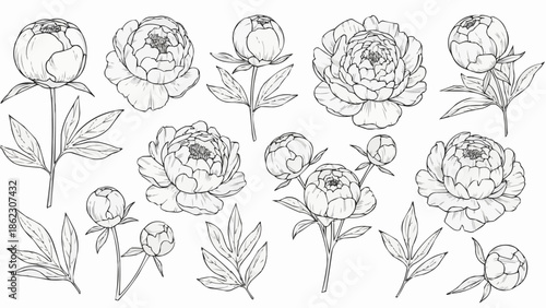 Collection of Hand Drawn Peony Flowers and Leaves Botanical Illustration.