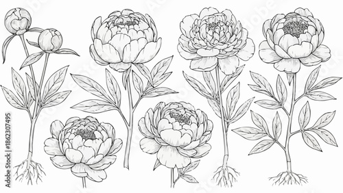 Collection of Hand Drawn Peony Flowers with Roots and Leaves.