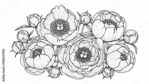 Detailed black and white illustration of peony flowers and buds.