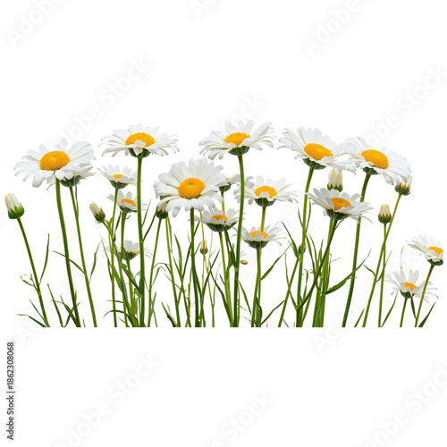 Bright Daisies Grow in a Field During Spring With Green Grass Surrounding Them