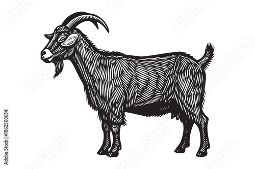 Traditional Farm Goat Engraving Illustration with Horns