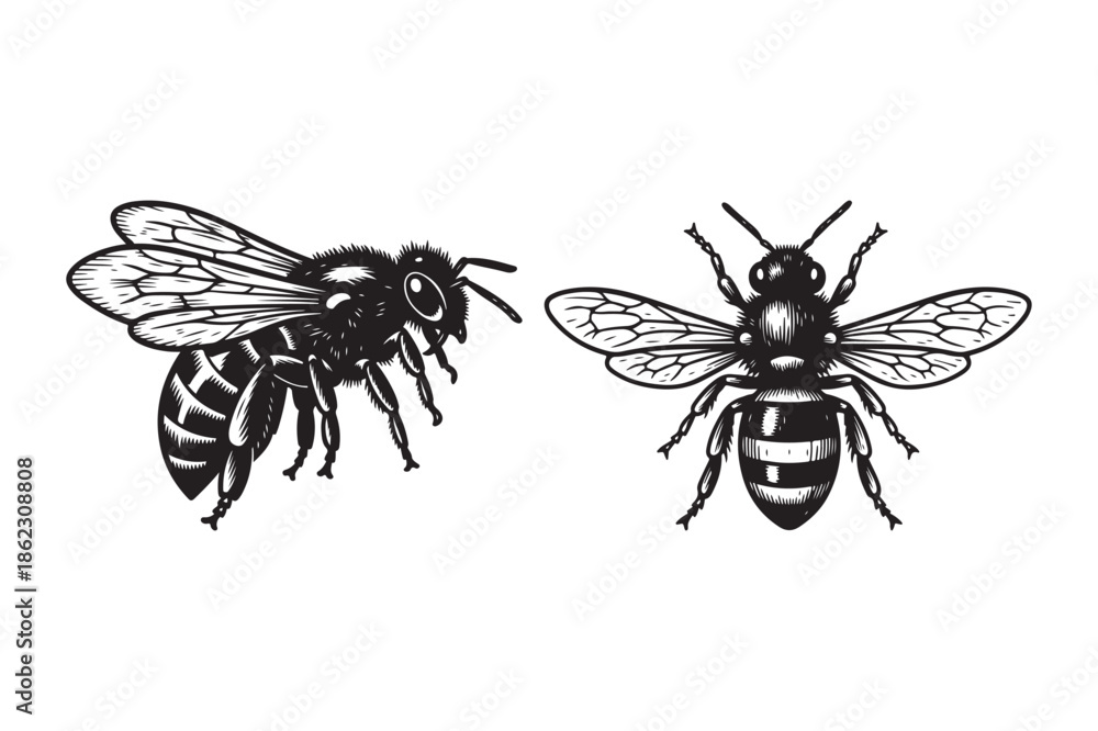 Obraz premium Honey Bees Set in Classic Vintage Woodcut Style Drawing