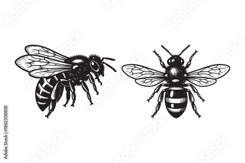 Honey Bees Set in Classic Vintage Woodcut Style Drawing