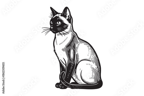 Siamese Cat Sitting in Vintage Woodcut Style Illustration
