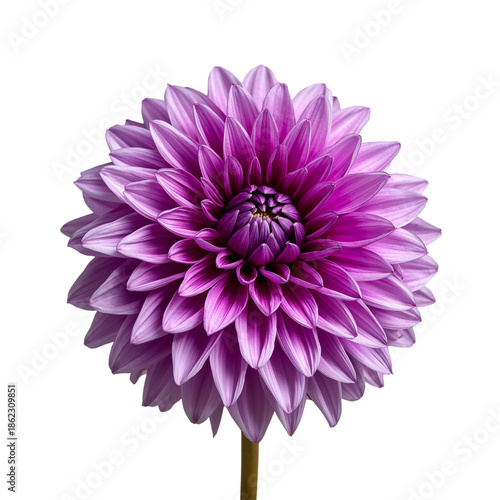 Vibrant Purple Flower Stands out Against a White Background Showcasing Its De...