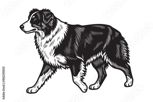 Herding dog collie woodcut illustration in vintage engraved style