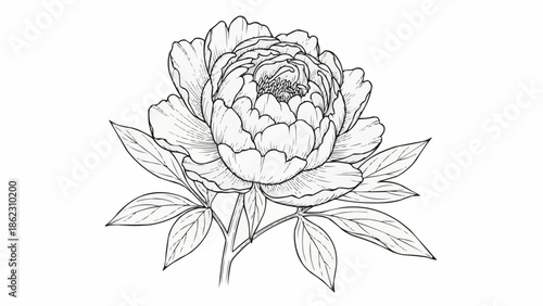 Elegant Peony Flower Sketch with Detailed Petals and Leaves.