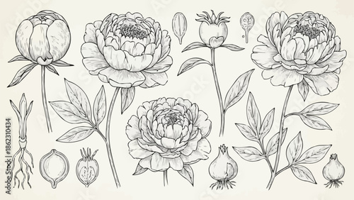 Hand Drawn Peony Flowers Botanical Illustration Set.