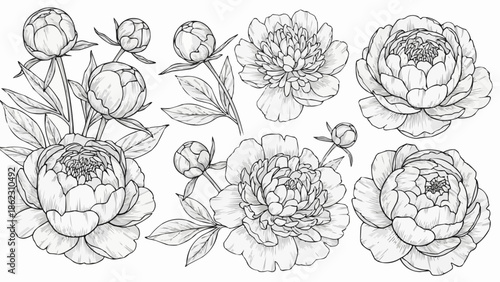 Hand drawn sketch of beautiful peony flowers and buds.