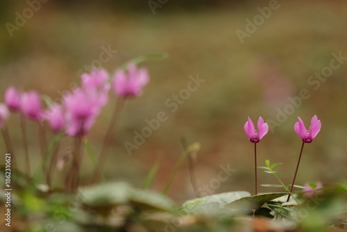 fiori di ciclamino nel bosco