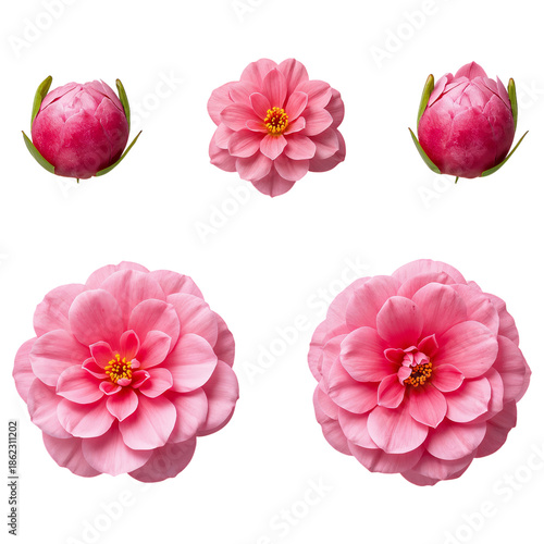 Pink Flowers and Buds Arranged in a Circle on a White Background During Daylight