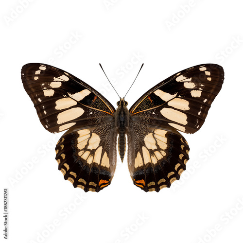 Butterfly With Unique Patterns Sitting on a Surface During Daylight