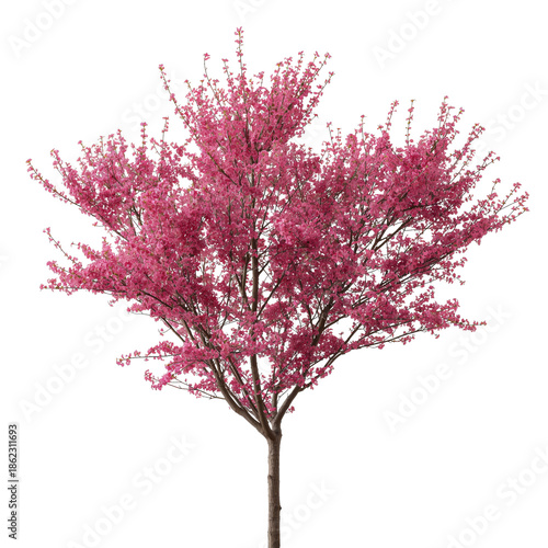 Pink Flowering Tree Stands With Vibrant Blossoms in a Bright Setting During S...