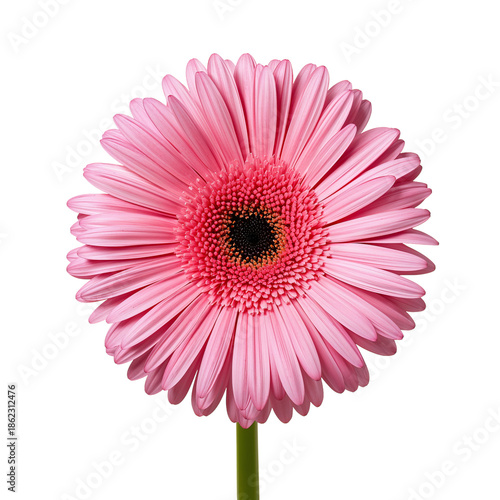 Pink Flower Blooms With Many Petals, Showing a Dark Center and Green Stem in ...