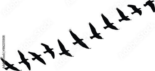 Flying bird silhouette flock in migration formation isolated on white background flat vector illustration for nature design and wildlife art