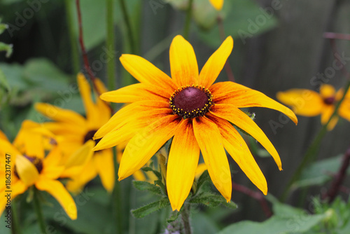 Wallpaper Mural Bright Yellow Rudbeckia Flower in Summer Garden - Black-eyed Susan Torontodigital.ca