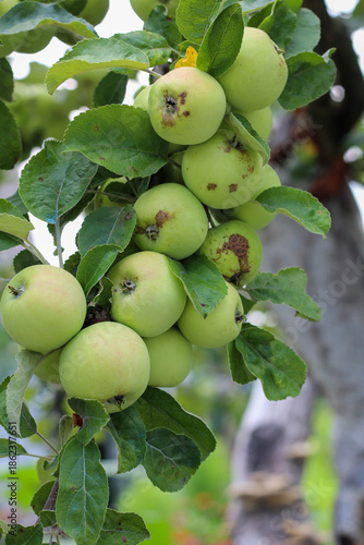 Wallpaper Mural Bunch of Green Apples Growing on a Tree Branch in the Orchard Torontodigital.ca