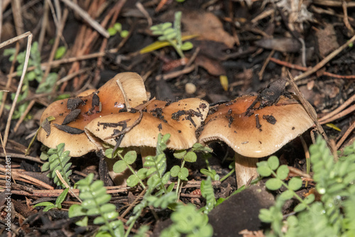 Tres setas con aspecto viscoso entre la maleza 