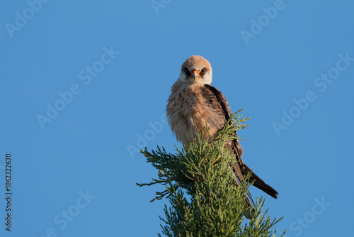 Red-footed Falcon perched on a fig tree, front three-quarter view.