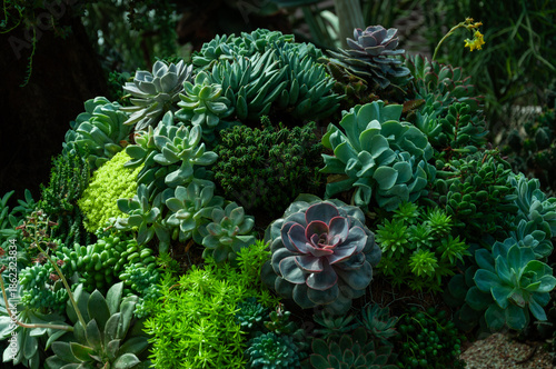 Billede på lærred Assorted succulents forming a vivid mix of rosettes and textured foliage, ideal for garden planning, plant identification and decorative greenery themes