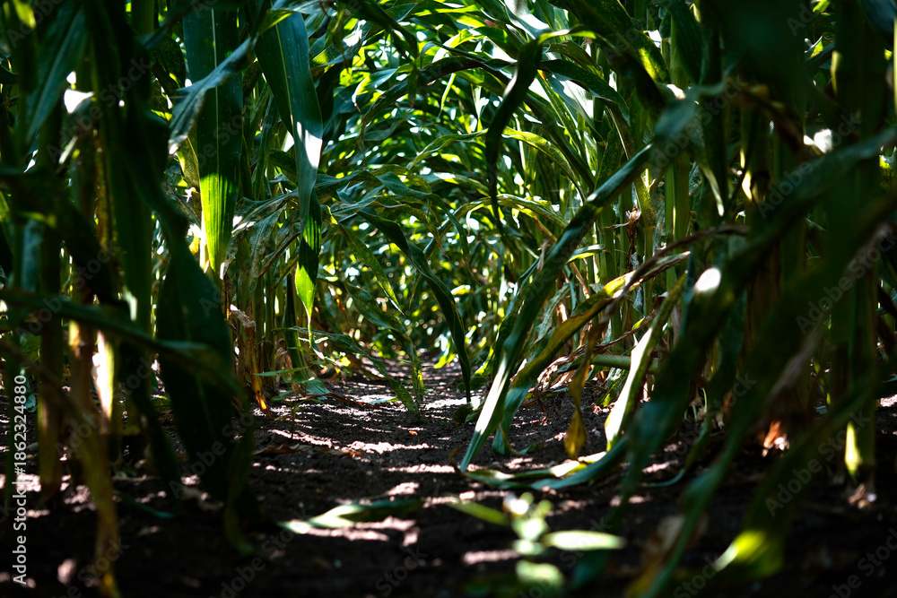 Obraz premium Low angle view through dense crop rows forming a natural tunnel, capturing agricultural texture, light and shadow, and immersive perspective in a rural field.