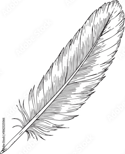 Detailed black and white sketch of a single bird feather isolated on transparent background