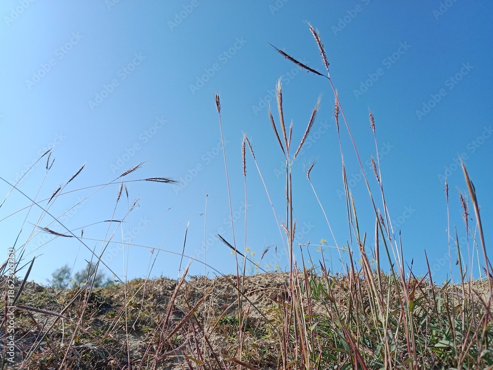 Obraz premium Dichanthium annulatum flower head also called Marvel grass showing paired spikelets and compact inflorescence forming a natural grass head pattern in open field habitat