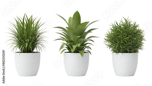 Collection of three potted indoor plants