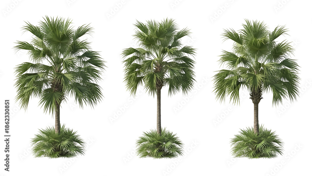 Fototapeta premium Three lush palm trees in a row