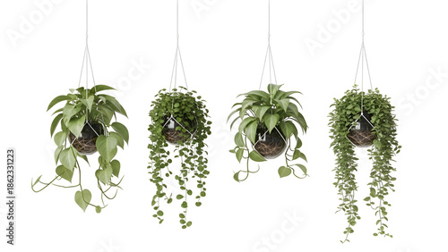 Four hanging plants in macrame holders