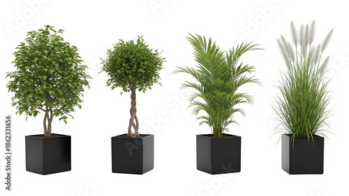 Collection of potted indoor plants