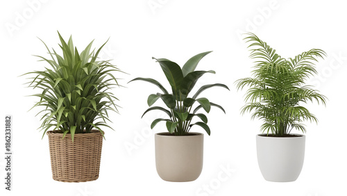 Three potted indoor plants