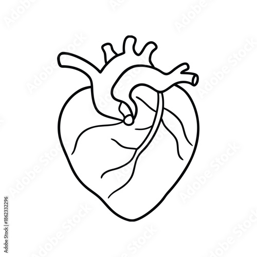 Anatomical Human Heart Line Art Vector. Minimalist Medical Illustration for Cardiology, Health, Science, and Educational Design.