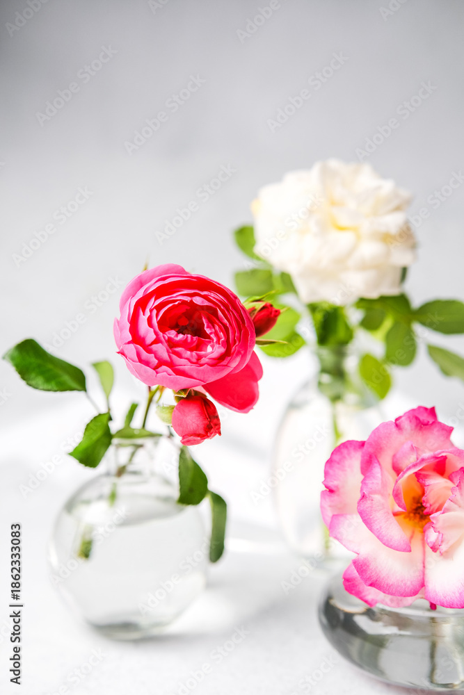 Fototapeta premium Three colorful roses displayed in clear vases with soft lighting and a clean background.