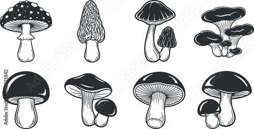 Set of detailed black and white vector illustrations of various mushrooms for botanical design projects and culinary use