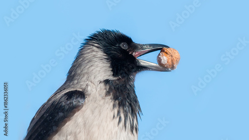 close up of a penguin