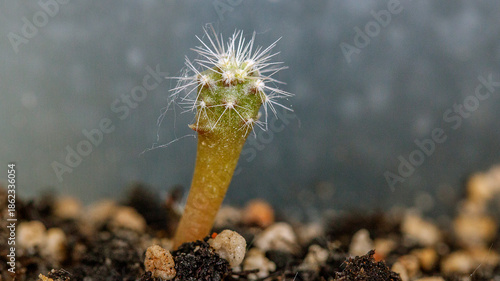 close up of a cactus