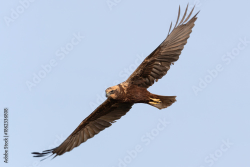 Western Marsh Harrier flying in the sky, wild bird of prey in flight