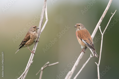 Common Linnet pair perched on dry branches, Linaria cannabina in the wild