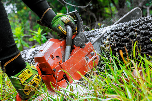 Foto Individual uses chainsaw to fell large tree in lush green forest, surrounded by grass, foliage