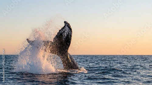 Humpback whale breaching above ocean waves at sunset for Whale Day  