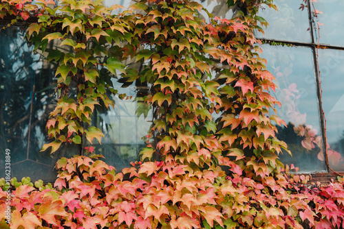 Vibrant ivy vines with green and red leaves climb across a weathered windowpane in autumn light.